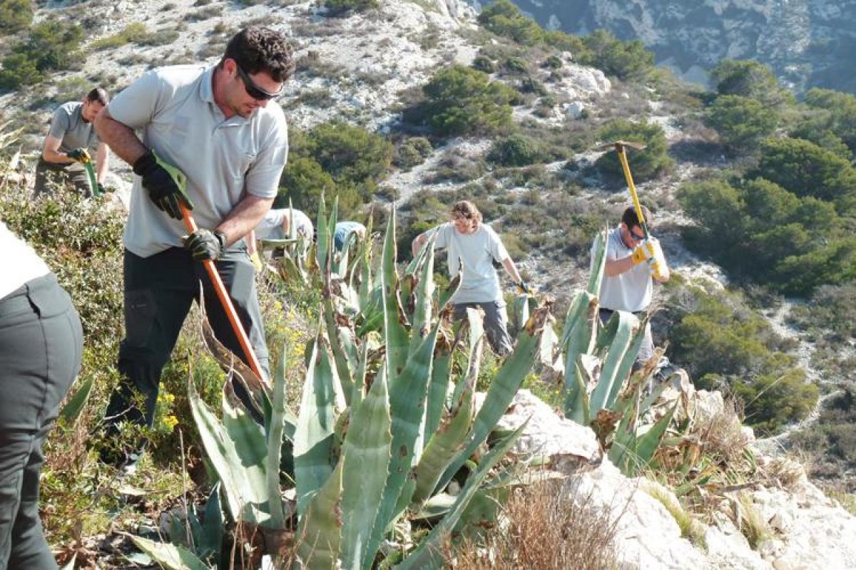 Invasive alien species: the weak link in projects claiming to be "ecological" 