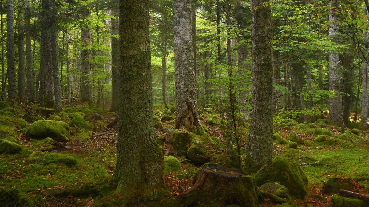 Towards a "Payment for Urban Ecosystem Services" 